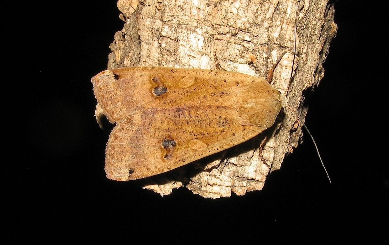 Noctua pronuba (Linnaeus, 1758)